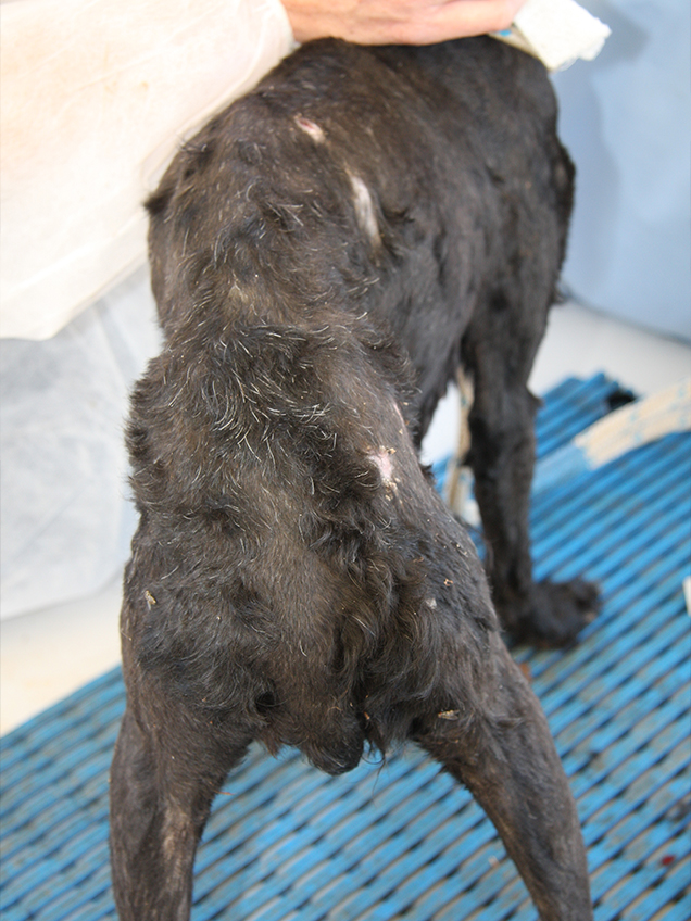 Condition of the dogs seized were critical
